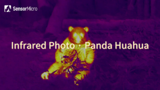 Foto infrarroja del Panda Huahua capturada por el núcleo de la cámara infrarroja SensorMicro