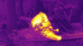 Panda come bambú #ThermaImage #InfraredPanda #Episodio1