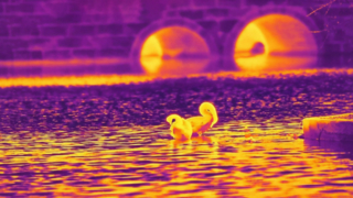 Cisne infrarrojo: tomado con un módulo de cámara infrarroja de 640x512/12 µm #shorts #infrared #thermalimaging